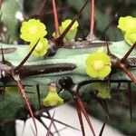 Euphorbia aeruginosa Fleur