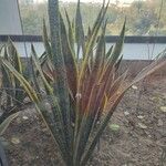 Dracaena trifasciata List