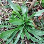 Plantago lanceolata Blad