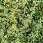 Cotoneaster dammeri Blatt