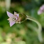 Chardinia orientalis Flor
