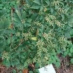 Pieris formosa Likasa
