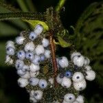 Psychotria pilosa Fruto
