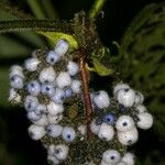 Psychotria pilosa Fruit