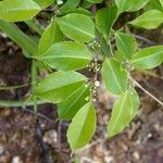 Ilex macfadyenii (Cvet)