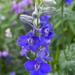 Delphinium ajacisЦветок