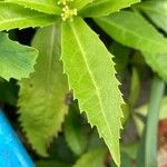 Sarcandra glabra 葉