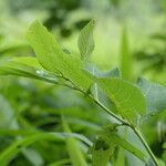 Dais cotinifolia Leaf