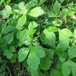 Geum macrophyllum Lehti