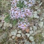 Galatella sedifolia Flower