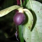 Mendoncia retusa Fruit