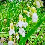 Cardamine concatenata 花