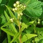 Doellingeria umbellata Flower