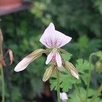 Pelargonium multicaule ᱵᱟᱦᱟ