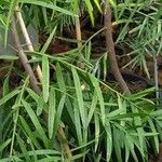 Falcatifolium taxoides Кора