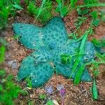 Ledebouria revoluta Хабит