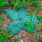 Ledebouria kirkii Leaf