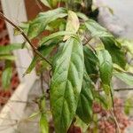 Clerodendrum laevifolium ഇല
