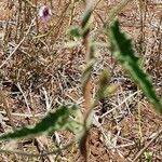 Convolvulus farinosus 葉