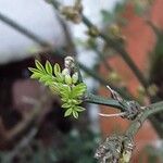 Hippocrepis emerus Leaf