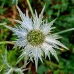 Eryngium giganteum Blüte