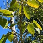 Ficus citrifolia Habitus