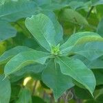 Allamanda blanchetii Leaf