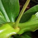 Nepenthes mirabilis Folha