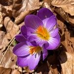 Crocus speciosus फूल