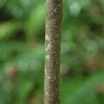 Turraea rutilans 树皮