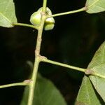 Cleidion castaneifolium Fruit