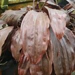 Coelogyne incrassata Leaf