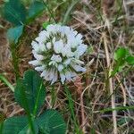 Trifolium repensപുഷ്പം