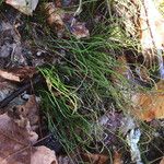 Equisetum scirpoides Habitus