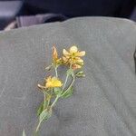 Hypericum australe പുഷ്പം