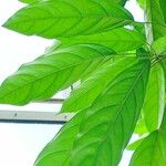 Cola acuminata Лист