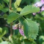 Ononis rotundifolia Folha