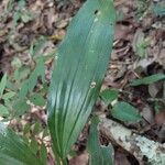 Calanthe madagascariensis Hoja