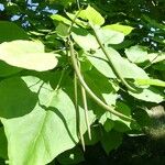 Catalpa speciosa Φρούτο