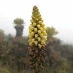 Gomphichis cundinamarcae Flower