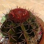 Melocactus matanzanus Blüte