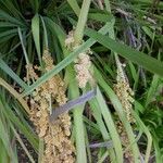 Lomandra longifolia Flor