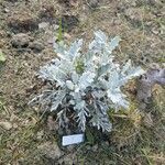 Artemisia stelleriana Folio