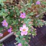 Aubrieta deltoideaFlower