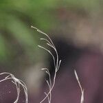 Poa palustris Цвят