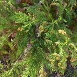 Cryptomeria japonica Blad