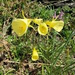 Narcissus bulbocodium Alkat (teljes növény)
