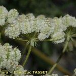 Laserpitium gallicum Fruit