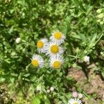 Erigeron strigosusBlüte