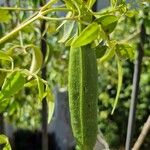 Cassia abbreviata Fruit